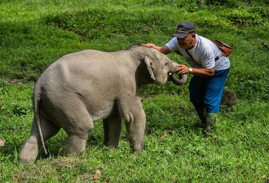 Pawang gajah bermain dengan Damar anak gajah sumatera yang berada dikawasan Taman Wisata Alam Buluh Cina Kabupaten Kampar, Riau, Jumat (19/3/2021). Anak Gajah Sumatera yang berusia 8 bulan berjenis kelamin jantan tersebut dilatih agar dapat beradaptasi de - Image
