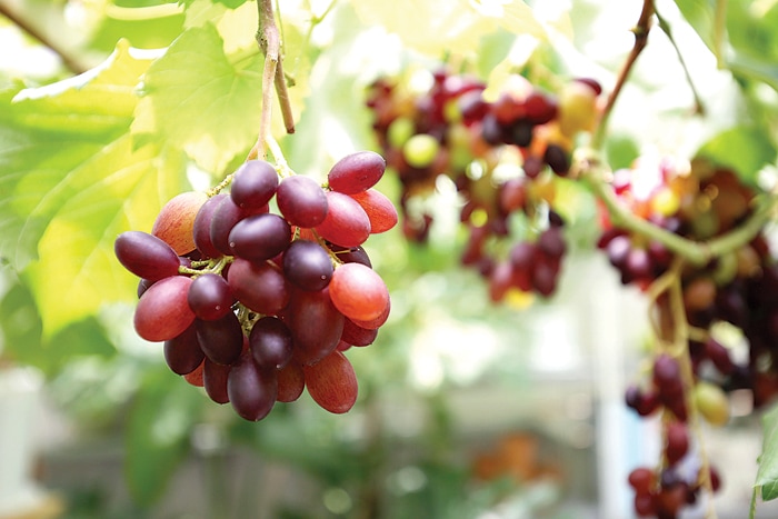 SEGARNYA...: Beberapa varian anggur yang dibudidayakan di kebun rooftop. Yang paling banyak berbuah, antara lain, jenis jupiter, transfigurasi, akademik, dan julian. (MIFTAHULHAYAT/ JAWA POS) - Image