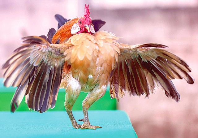 SI RAJA KEBAS: Ayam serama jantan dewasa mengepakkan sayap. Kepakan sayap menjadi salah satu poin tinggi dalam penilaian. (Allex Qomarulla/Jawa Pos) - Image
