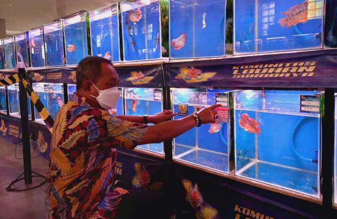 Wakil Walikota Surabaya Armuji melihat berbagai ikan louhan. Adil Adam Irsyadi/JawaPos.com - Image