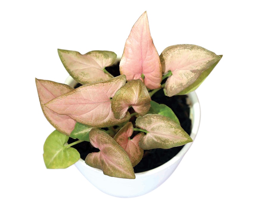 WARNA KALEM: Syngonium pink yang warnanya merona karena sering dijemur. (GUSLAN GUMILANG/JAWA POS) - Image