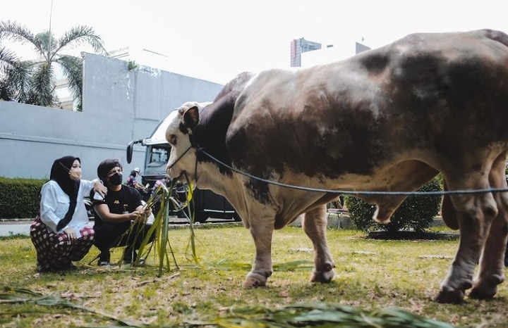 Sapi dengan berat 1,4 ton milik Atta Halilintar untuk kurban di Hari Raya Idul Adha tahun ini./Instagram Atta - Image