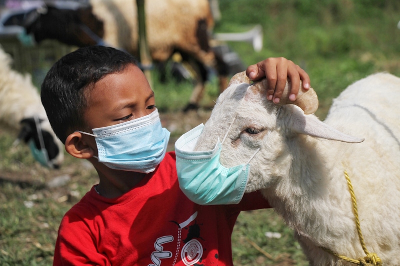 JUALAN DAN KAMPANYE PROKES: Pedagang berkostum badut memasangkan masker pada domba yang dijual untuk keperluan kurban di Bababkan Loa, Kota Cimahi, kemarin (13/7). (TAOFIK ACHMAD HIDAYAT/JAWA POS) - Image