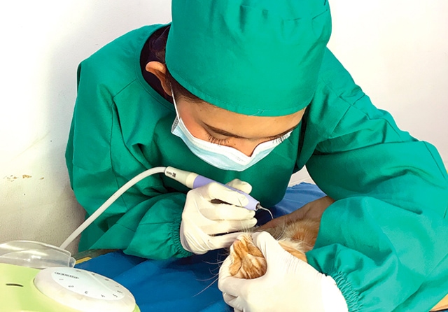 DEMI SEHAT: Dokter hewan Candra Lupita Sari melakukan pembersihan karang gigi si anabul. Sebagai pencegahan, tindakan itu dilakukan jika plak pada anabul dirasa telah menumpuk. (Klinik Hewan Habitat Satwa for Jawa Pos) - Image