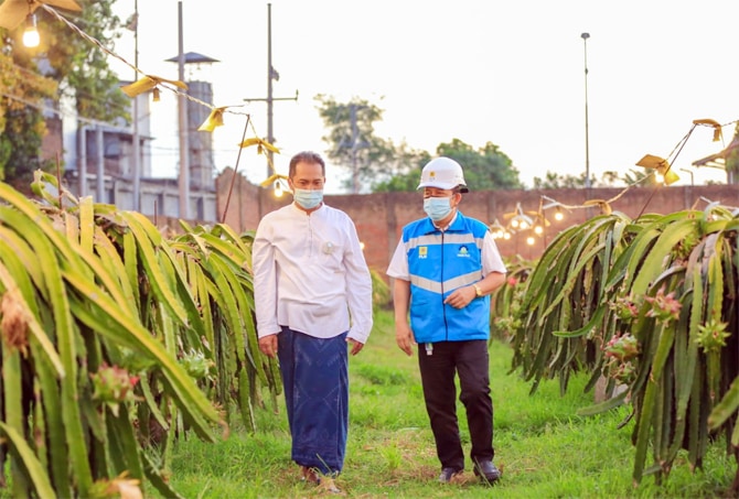 Agus Mulyohadi bersama petugas PT PLN (Persero) tengah mengecek fasilitas penerangan di kebun buah naga yang dikembangkannya di Pacet, Mojokerto, Jawa Timur. - Image
