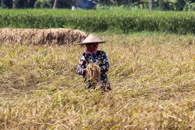 Petani saat memanen padi yang akan di jadikan beras di Kawasan Tangerang, Banten, (27/7/2021). Pemerintah memastikan stok beras nasional dalam kondisi aman di tengah implementasi pemberlakuan pembatasan kegiatan masyarakat (PPKM) Darurat Jawa-Bali pada 3 - Image