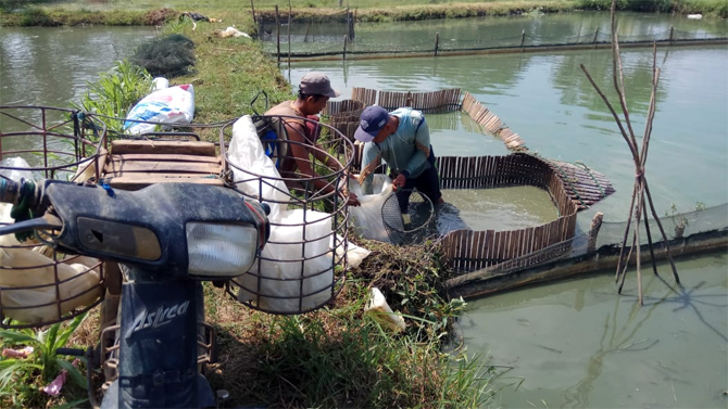 Kelompok Pembudidaya Ikan (Pokdakan) Rizki Sumber Ulam yang menerima bantuan pinjaman dana bergulir Lembaga Pengelola Modal Usaha Kelajutan dan Perikanan (LPMUKP) pada April 2019 untuk pengembangan usaha sektor perikanan dan kelautan di Kabupaten Musi Ra - Image