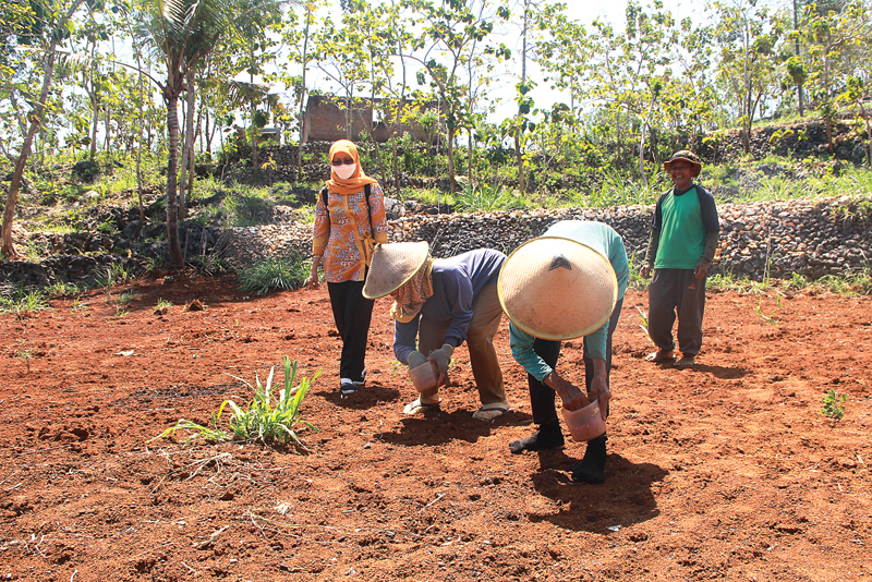 TELATEN: Suswaningsih (kiri) mendampingi para petani yang menanam kacang tanah di antara celah batu-batu karst di lahan pertanian Desa Melikan, Kecamatan Rongkop, Kabupaten Gunungkidul. (TAUFIQURRAHMAN/ JAWA POS) - Image