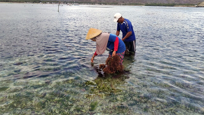 Saidi, 50 (kanan), salah seorang pembudidaya rumput laut sejak tahun 2012. Bermodal pengetahuan turun temurun ayahnya, yang juga petani rumput laut sukses membangun usahanya hingga mempekerjakan 40-an petani rumput laut. (KKP for JawaPos.com) - Image