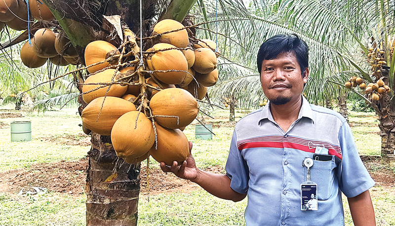 BUDI DAYANYA TIDAK MUDAH: Peneliti PPBBI Imron Riyadi menunjukkan kelapa kopyor di Ciomas, Kota Bogor (30/10). (HILMI SETIAWAN/JAWA POS) - Image