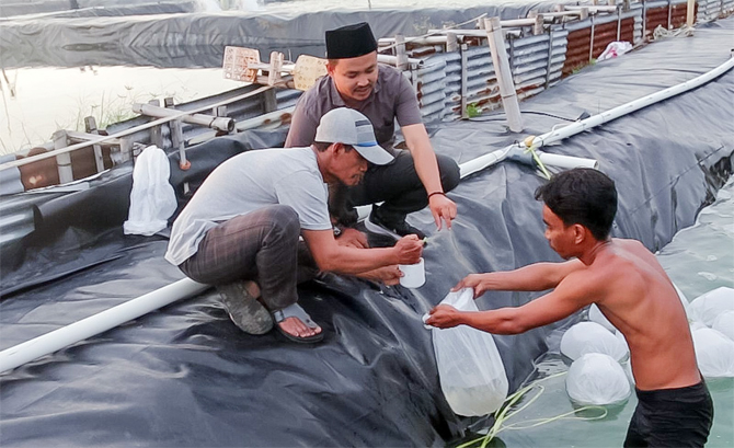 Pekerja tengah melakukan pemilahan bibit udang vaname di tambak udang milik CV Lautan Berkah milik Agus Saffarudin yang terletak di Desa Sindangjaya, Kec. Cinangka, Kab. Serang. - Image