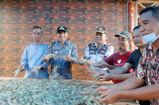 Gunawan menggunakan sistem supra intensif berhasil melakukan budi daya udang menghasilkan 4 ton udang vaname dalam satu siklus. - Image
