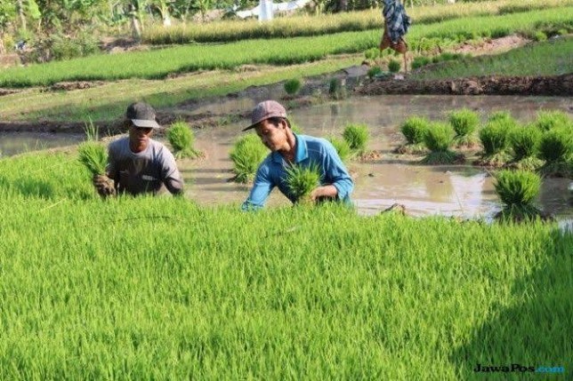 Ilustrasi petani. Dok. JawaPos - Image