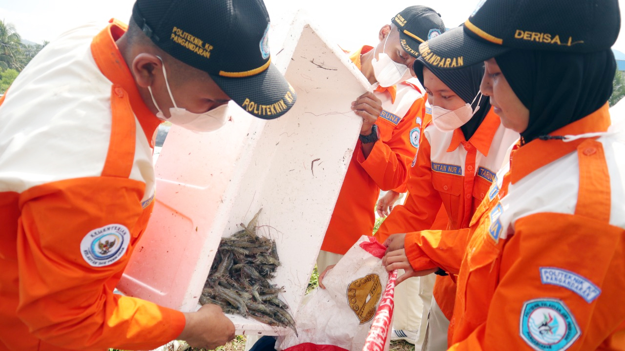 Taruna-taruni Politeknik Kelautan dan Perikanan (Poltek KP) Pangandaran tengah menggelar praktik budidaya udang vaname yang mendapat dukungan dari Lembaga Pengelola Modal Usaha Kelautan dan Perikanan (LPMUKP) dan Badan Riset dan Sumber Daya Manusia Kela - Image