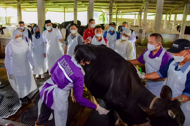 Ternak Sapi di Sidoarjo mulai menerima vaksin PMK. Humas Pemprov Jatim - Image