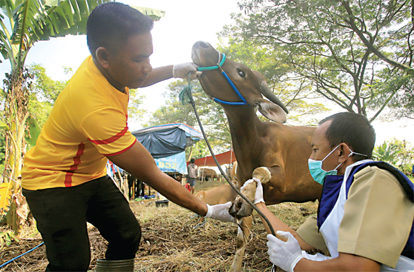 KEWASPADAAN: Satgas dari dinas ketahanan pangan memeriksa kesehatan hewan kurban jenis sapi dari Bima, NTB, di Kota Tangerang kemarin (14/6). (HANUNG HAMBARA/JAWA POS) - Image