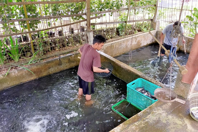 Budidaya ikan Nila di Desa Warukapas Kecamatan Dimembe, Kabupaten Minahasa Utara yang diwujudkan dalam bentuk program Kampung Perikanan Budidaya menjadi sumber pendapatan masyarakat yang berkelanjutan. - Image
