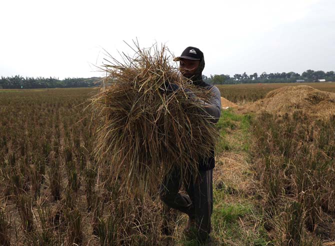 Petani saat panen padi di Lahan Pertanian Rorotan, Jakarta, Rabu (13/7/2022). Sebanyak 350 petani yang berasal dari sembilan kelompok tani melakukan panen tani sebanyak 38,5 juta ton yang diharapkan memenuhi kebutuhan pangan masyarakat Jakarta. FOTO : FED - Image