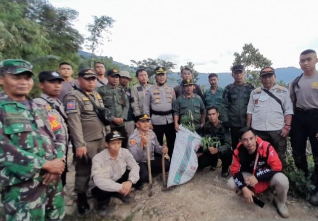 Petugas gabungan Polres Cianjur menemukan kembali puluhan batang ganja di Gunung Karuhun, Kecamatan Campaka. Ahmad Fikri/Antara - Image