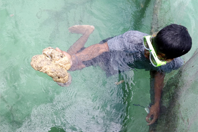 Teripang dibudidayakan di habitat aslinya, yaitu dasar laut dangkal. Teripang merupakan jenis biota laut yang kaya akan sumber protein hewani dan telah lama dikonsumsi oleh masyarakat di dalam maupun di luar negeri. - Image