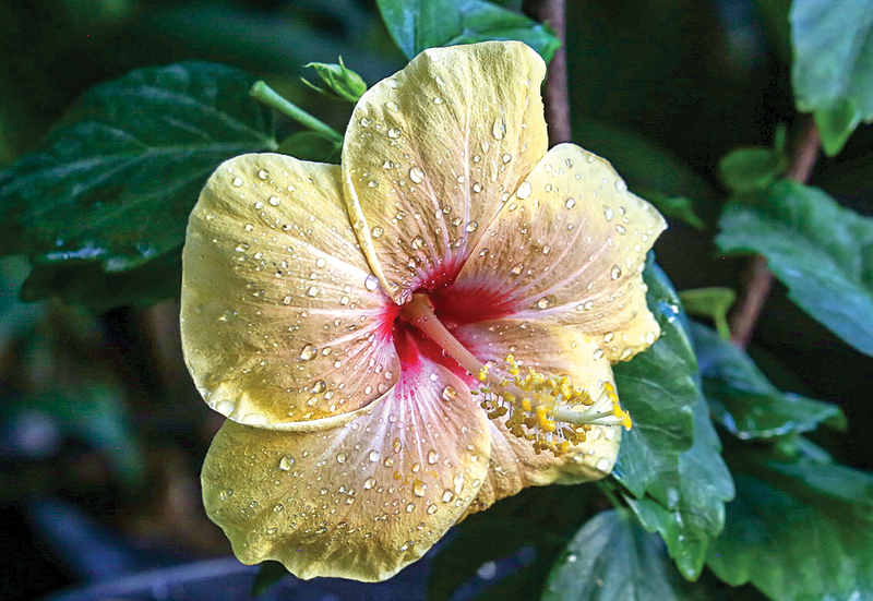 BUNGA APIK: Kembang sepatu. impor. (DIMAS MAULANA/JAWA POS) - Image