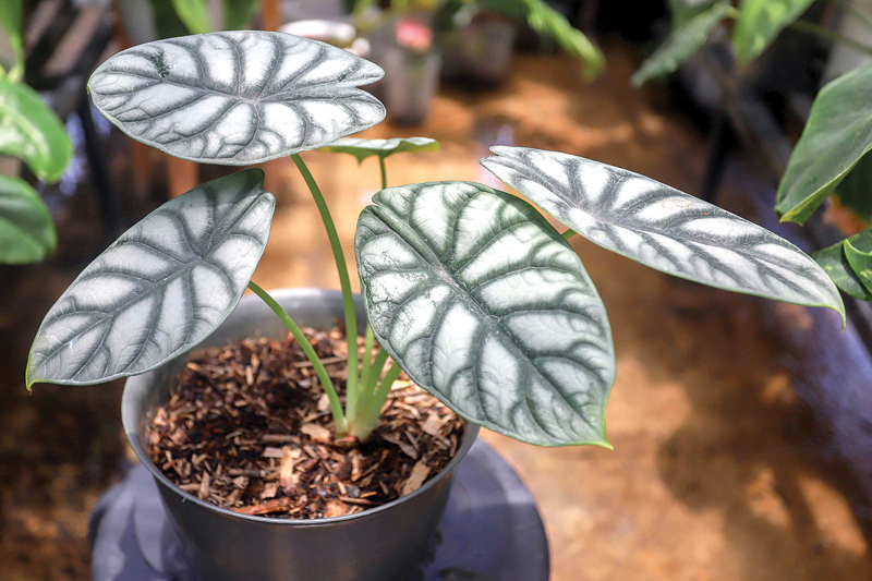Alocasia Dragon Silver (ALLEX QOMARULLA/JAWA POS) - Image