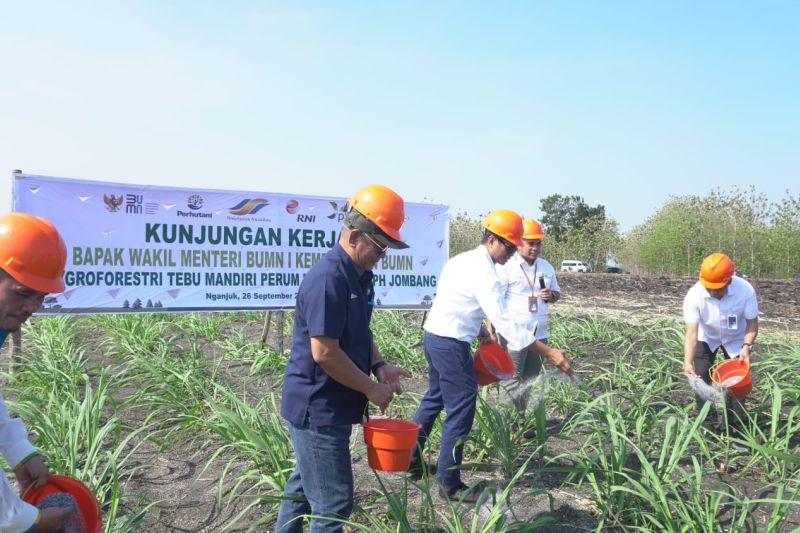 Kegiatan Wakil Menteri BUMN Pahala Mansury saat berkunjung ke lokasi Agroforestry Tebu Mandiri Perhutani Kesatuan Pemangkuan Hutan (KPH) Jombang, Jawa Timur. ANTARA/HO-Perhutani. - Image