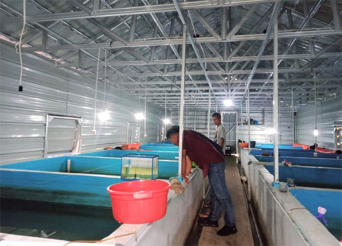 Keuntungan dari usaha pembenihan patin di Lebak terbilang tinggi, bisa sampai 50 persen dari modal yang dikeluarkan. - Image