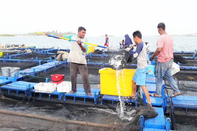 Budidaya ikan Bawal Bintang banyak diminati masyarakat di Kabupaten Bintan Kepulauan Riau karena harganya sangat bagus. - Image