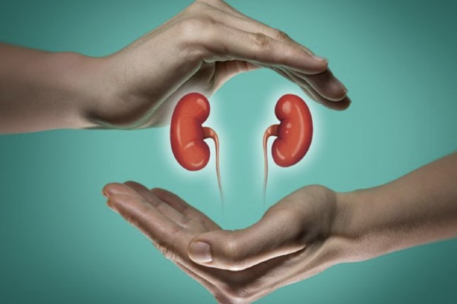 ilustrasi gagal ginjal. Dinkes/Antara - Image