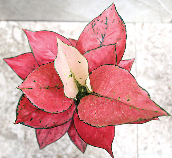 AGLAONEMA KOMKOM FANTA (DIMAS MAULANA/JAWA POS) - Image