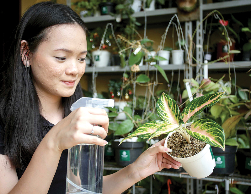 TUMBUH SEGAR: Valentia Christina menyemprot tanaman. Setelah itu, tanaman diangin-anginkan agar tidak terkena penyakit. (ALFIAN RIZAL/JAWA POS) - Image