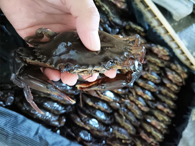 Ilustrasi hasil budidaya Keepiting Soka - Image