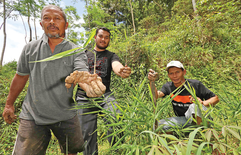 MATERIAL EKSPOR: Dari kiri, Kusnen, warga Punjung, Direktur BUMDes Sejahtera Lilik Musthofa, dan kepala Dusun Ketro, Desa Punjung, di kebun jahe merah di desa, Kabupaten Pacitan (27/11). (GUSLAN GUMILANG/JAWA POS) - Image