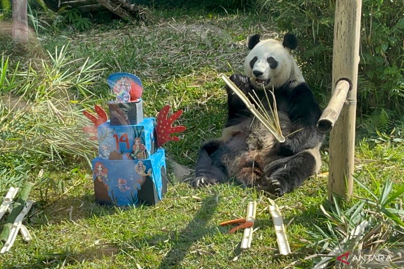 Panda raksasa betina Hu Chun berulang tahun ke-14 di Taman Safari Indonesia (TSI), Cisarua, Kabupaten Bogor, Sabtu (7/9/2024). (ANTARA/M Fikri Setiawan)