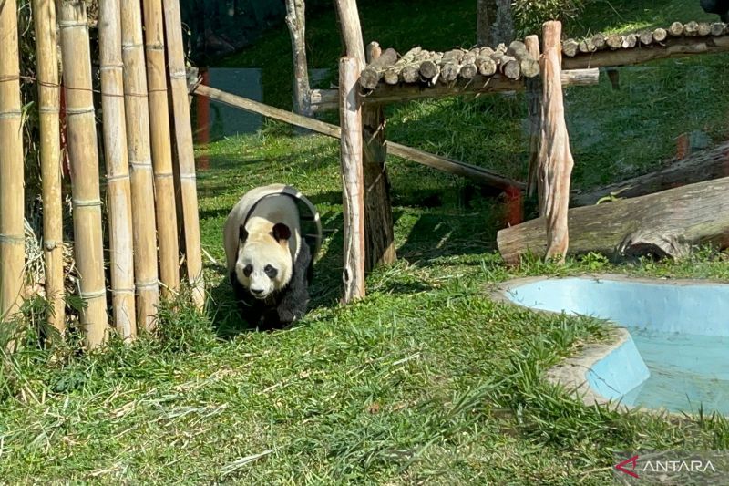 Panda raksasa betina Hu Chun berulang tahun ke-14 di Taman Safari Bogor, Jawa Barat, Sabtu (7/9/2024). (ANTARA/M Fikri Setiawan)