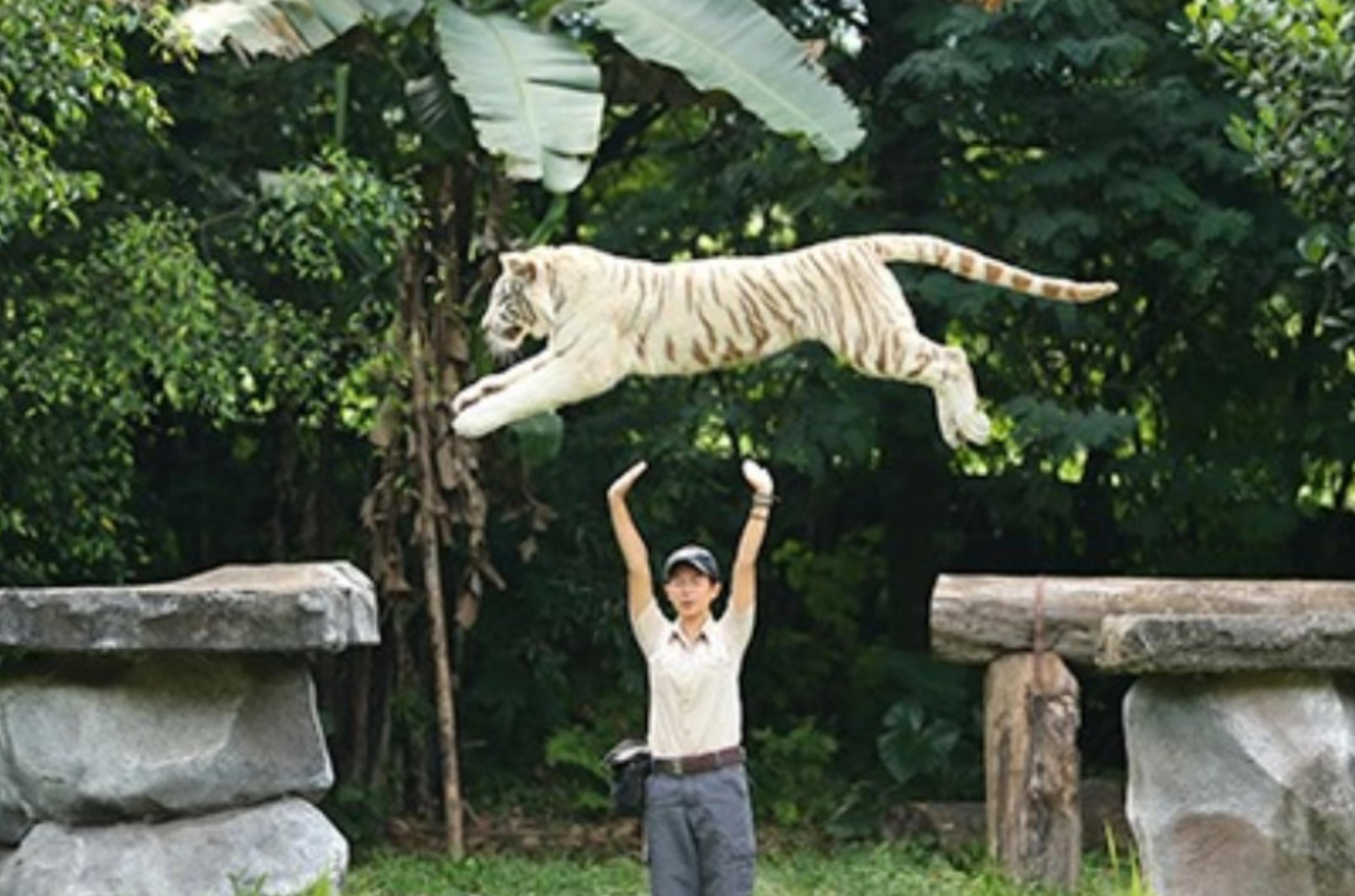 Atraksi Tiger Show Taman Safari Indonesia. (tamansafari.com)