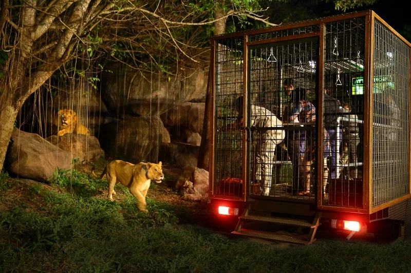 Suasana safari malam di Taman Safari Indonesia Bogor. (tamansafari.com)