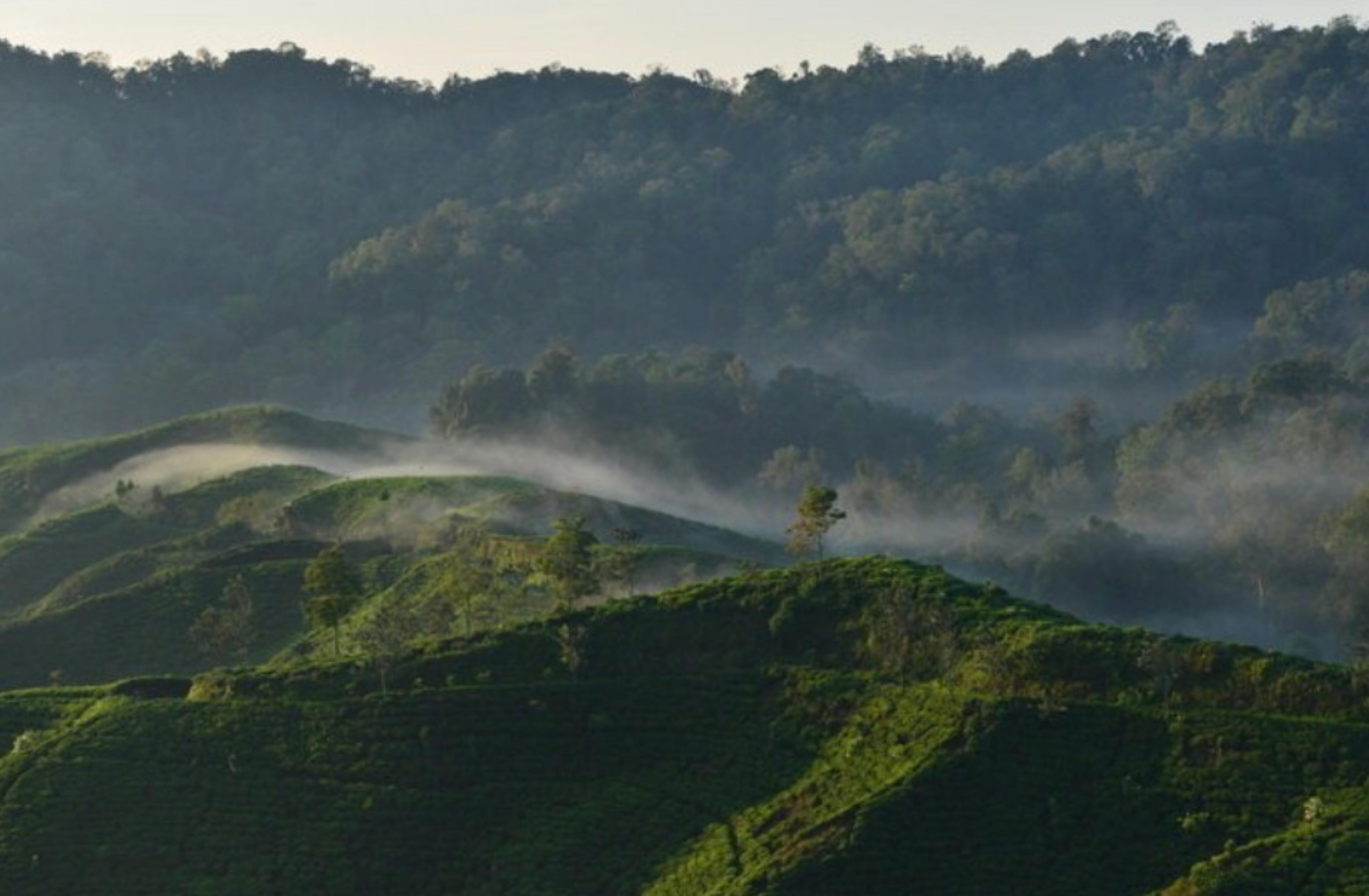 Perkebunan teh Nirmala. (Instagram @highlandindonesia.com)
