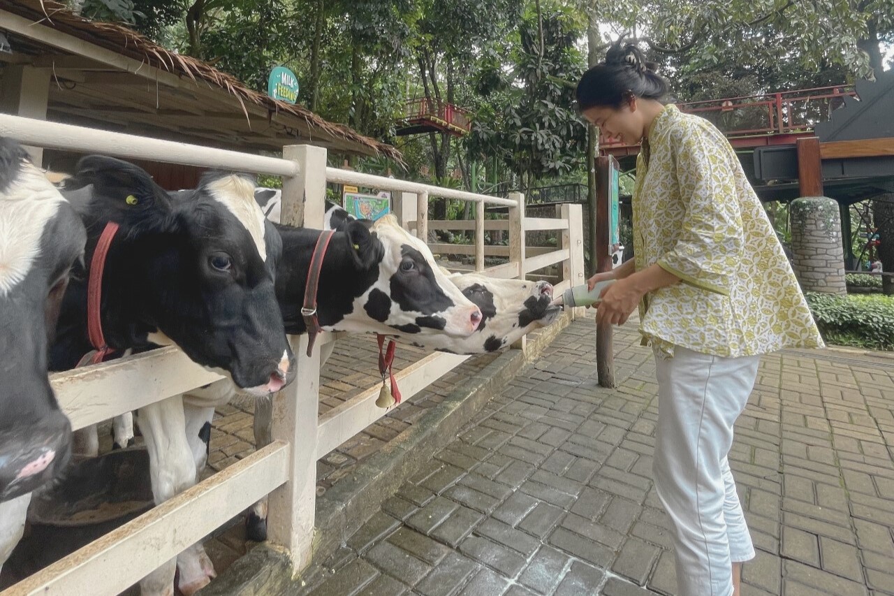 Wisata di Dairyland Riverside Puncak Bogor. (cimorydairyland.com)
