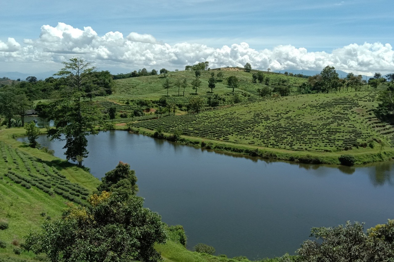 Pemandangan Kebun Teh Cirangsad Bogor. (Google Maps/Bondan Nanda)