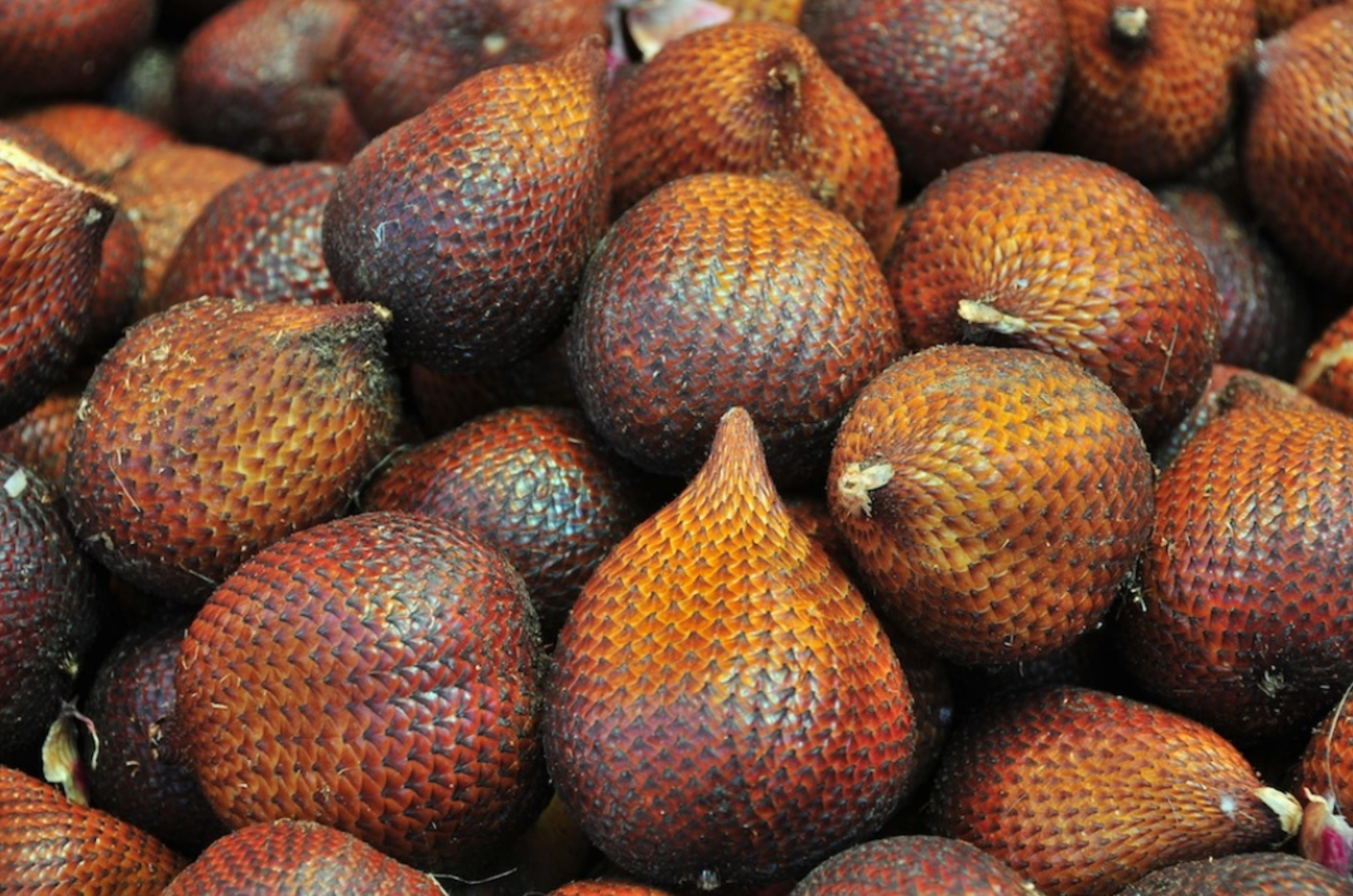 Ilustrasi buah salak