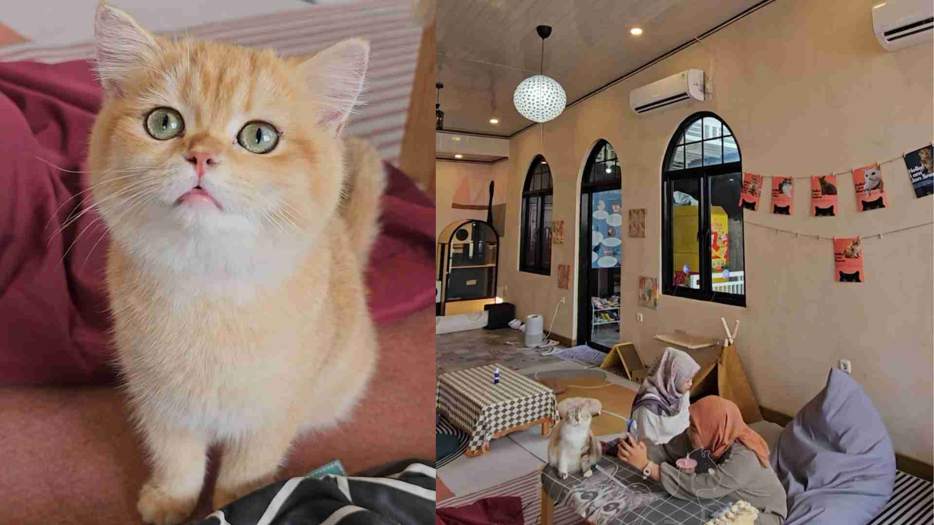 Gemuyu Cat Cafe di kawasan Kota Bogor