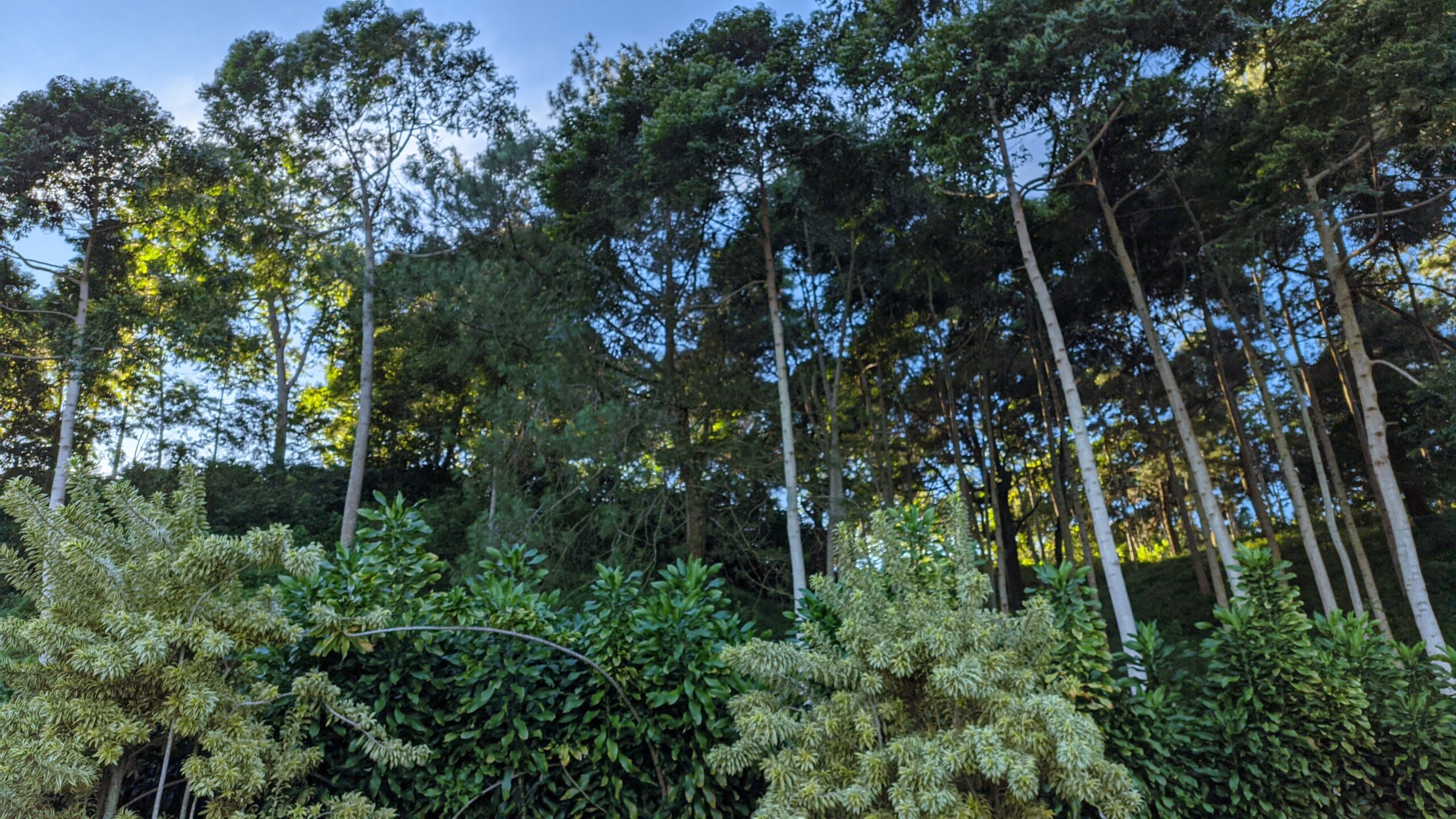 Hutan CIFOR Bogor