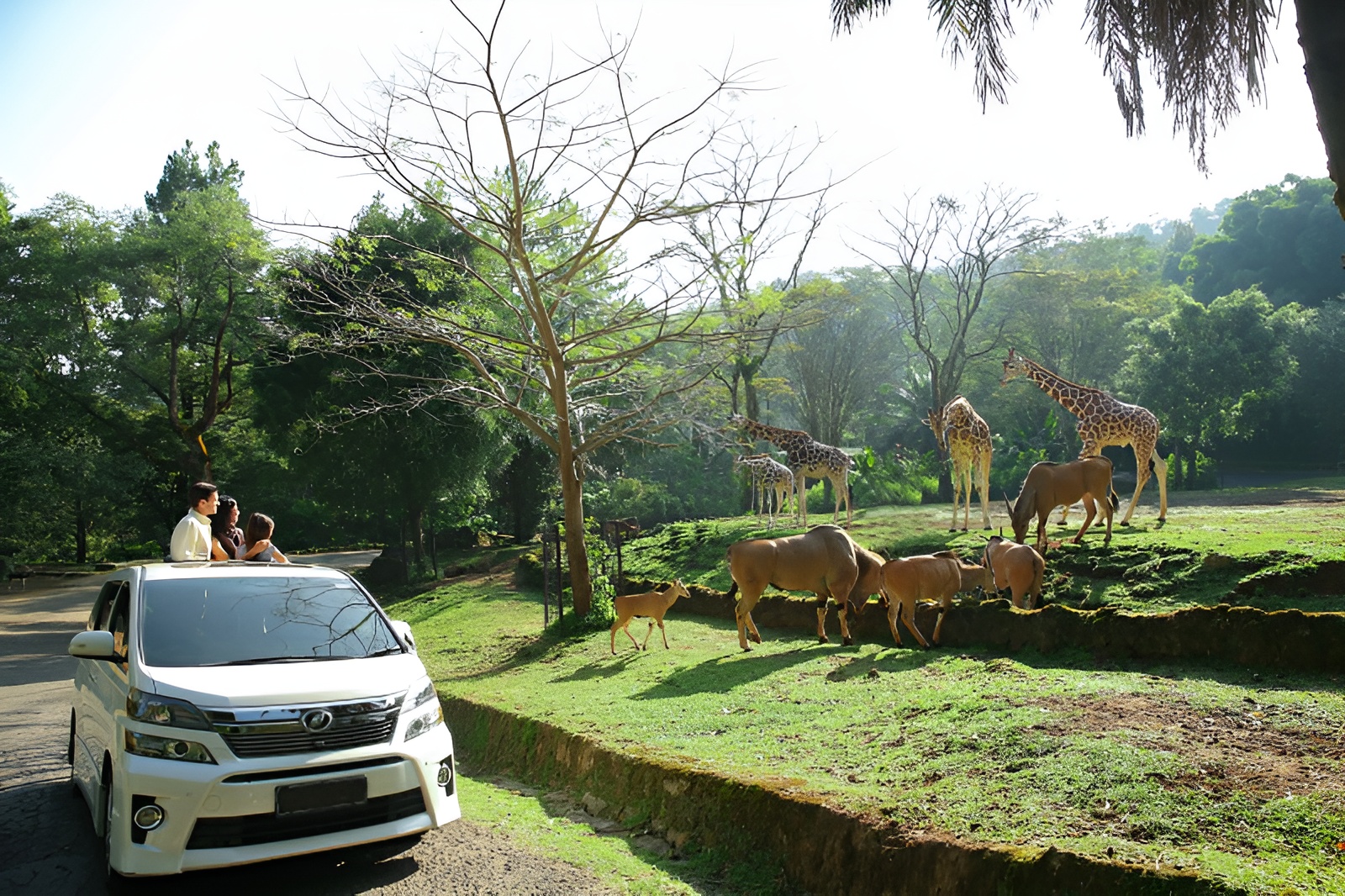 Pengunjung Taman Safari yang sedang melihat hewan jerapah