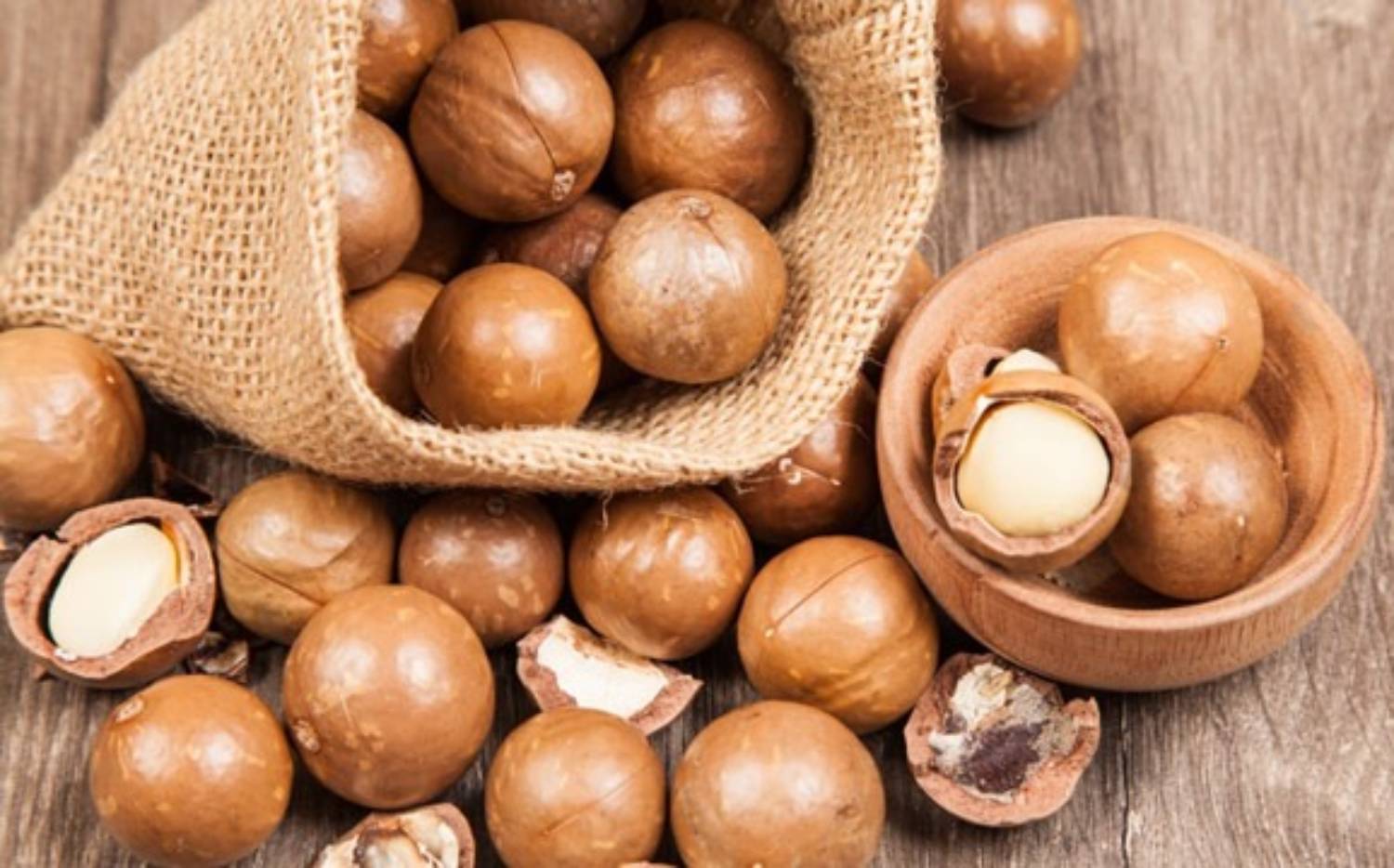 Ilustrasi kacang macadamia yang baik untuk kesehatan. (greeners.co)