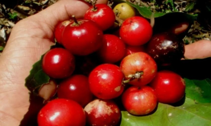 Buah lobi-lobi