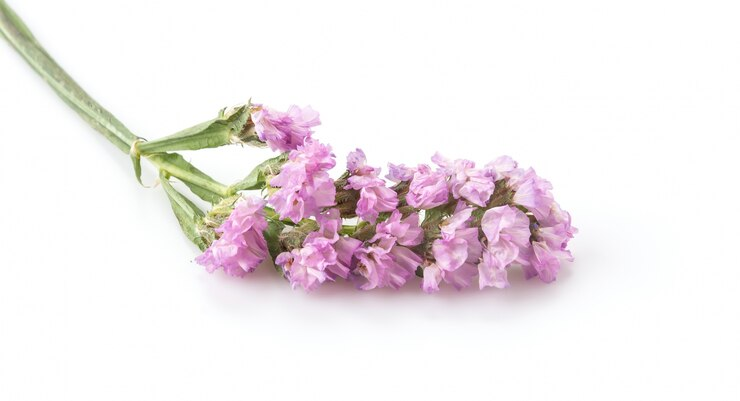 Bunga Lavender