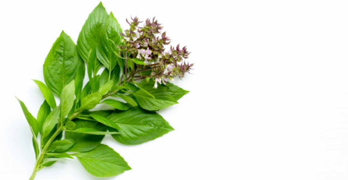 Daun Kemangi