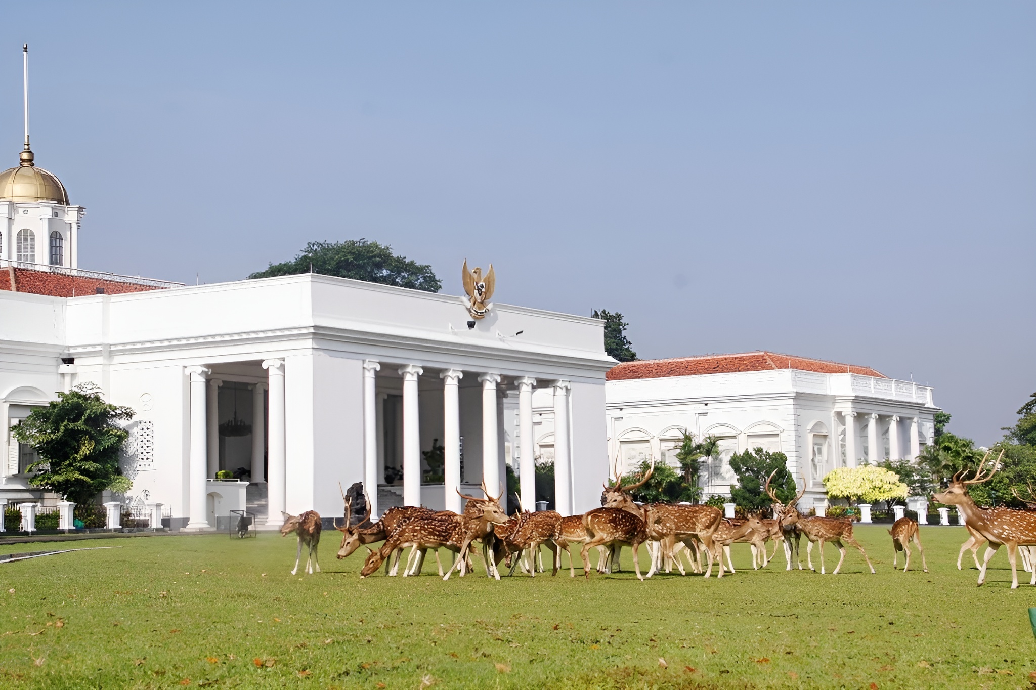 Rusa totol yang ada di halaman Istana Kepresidenan Bogor